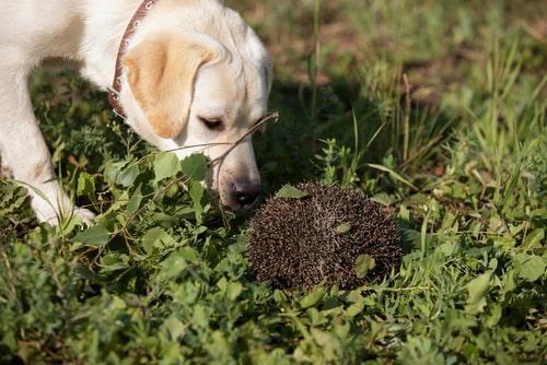 Бешенство у собак